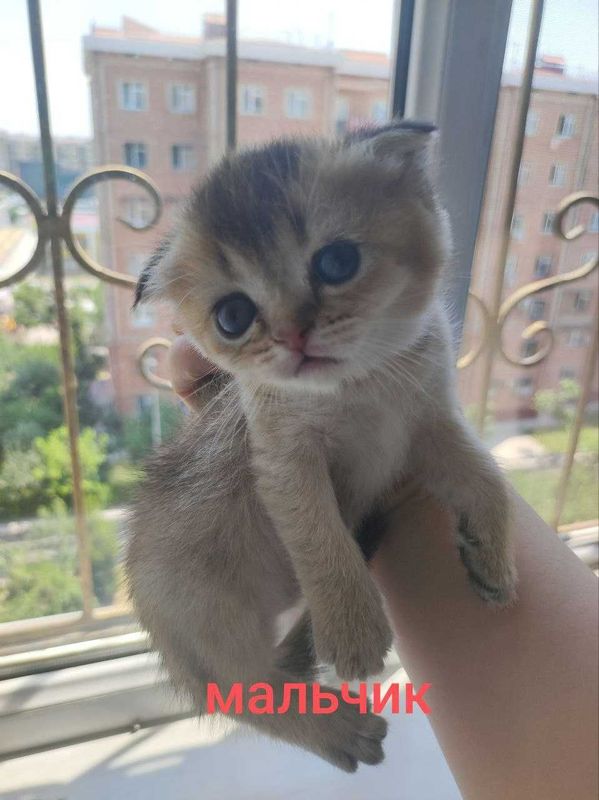 Шотландские котята Домашние
