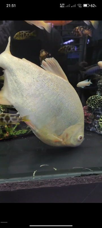 Kotta razmerda pirani paku albinos Kotta razmerda pirani paku albinos