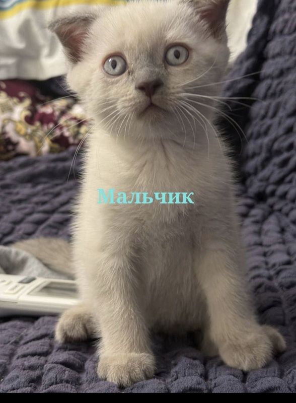 продаётся котят, продаётся котят,