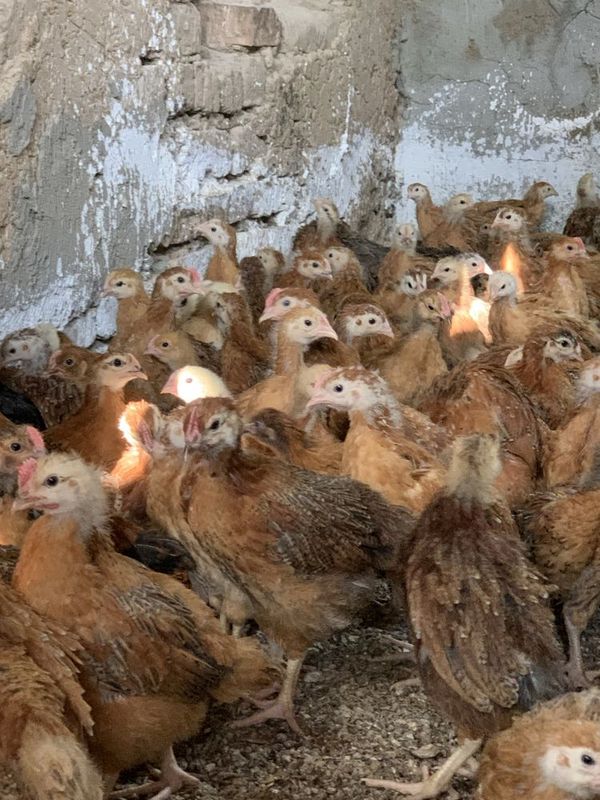 Xan xyap koreya parodasi 2 oylik jo’jalari