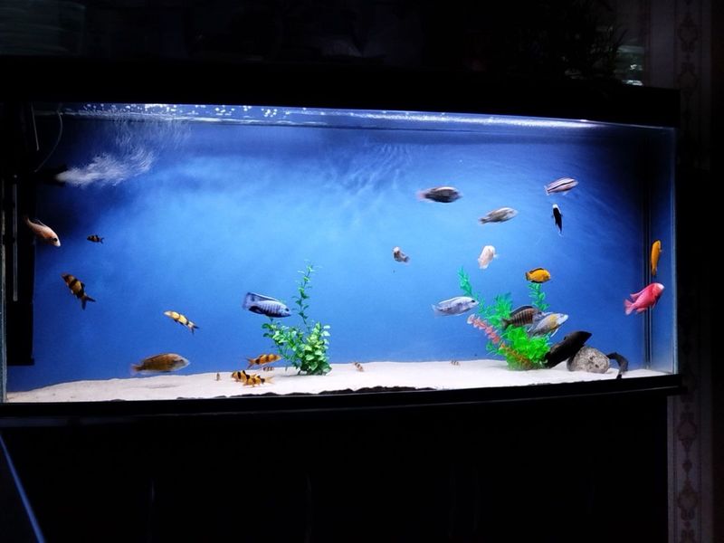 Akvarium 350 litr (+ - ) Sebo filtr 5001 Temirli pech 117 sm li 3 xil