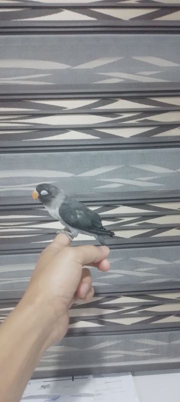 Ручной маскавой чёрный Ручной маскавой чёрный
