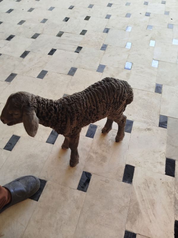 Arabi barracha sotiladi Arabi barracha sotiladi