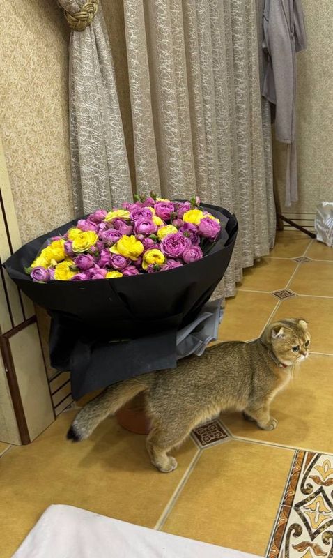 Вислоухая шиншила Вислоухая шиншила