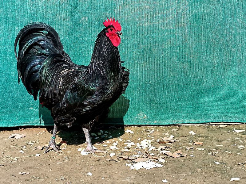Australorp Hurozimiz sotiladi makyon kk bo'lsa qo'shib sotilaveradi Australorp Hurozimiz sotiladi makyon kk bo'lsa qo'shib sotilaveradi