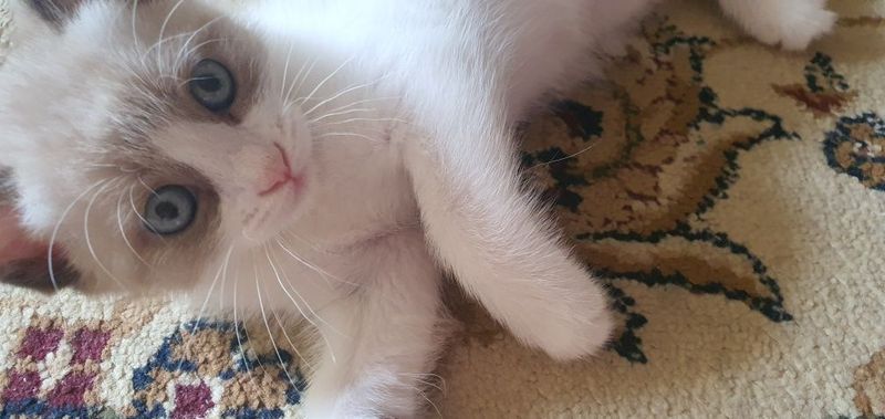 Котенок породы Балинез мальчик Котенок породы Балинез мальчик
