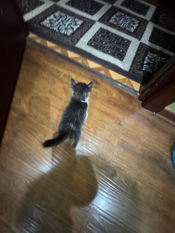 Отдам котенка в хороше руки Отдам котенка в хороше руки