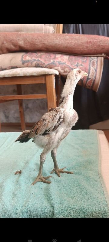 Dakan joja tovuqla sotiladi Dakan joja tovuqla sotiladi