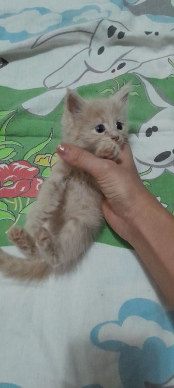 Котёнок мальчик знает лоток Котёнок мальчик знает лоток