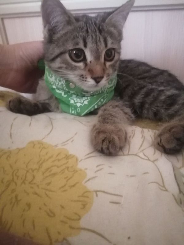 Котёнок, девочка 3 месяца Кукла в добрые руки Котёнок, девочка 3 месяца Кукла в добрые руки
