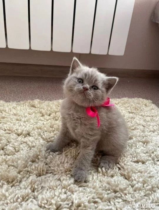 Шотландские кошки Шотландские кошки