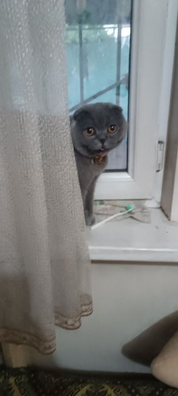 Продается кошка скотиш фолд Продается кошка скотиш фолд