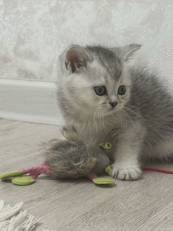Продается котенок Продается котенок