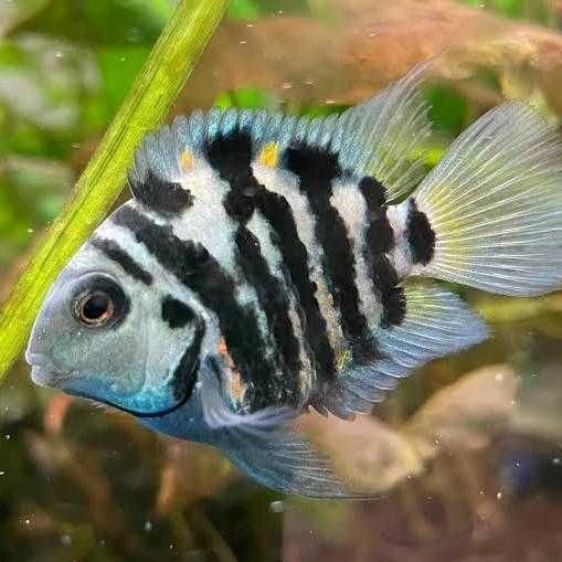 sapfir panda papugai sotiladi sapfir panda papugai sotiladi