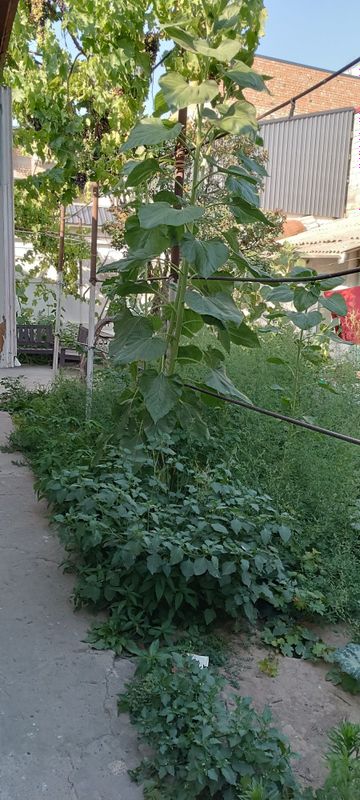 Продается дом 4 комнаты, 3 сотоки. Ор Миробатское РОВД Продается дом 4 комнаты, 3 сотоки. Ор Миробатское РОВД