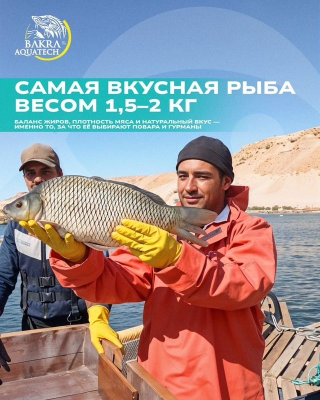 Продаётся живая вкусная рыба САЗАН Продаётся живая вкусная рыба САЗАН