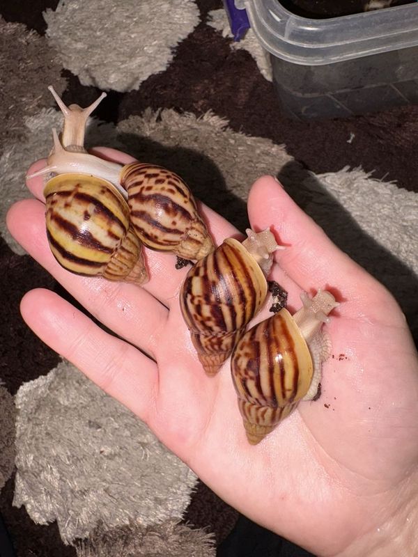 Ahatina ulitka,улитки от snailstar Ahatina ulitka,улитки от snailstar