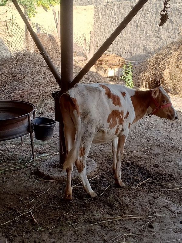 G'unojin sotiladi G'unojin sotiladi