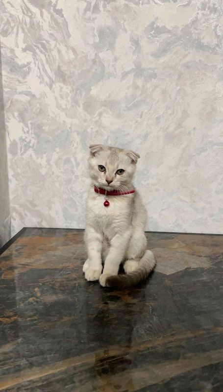 котята котята
