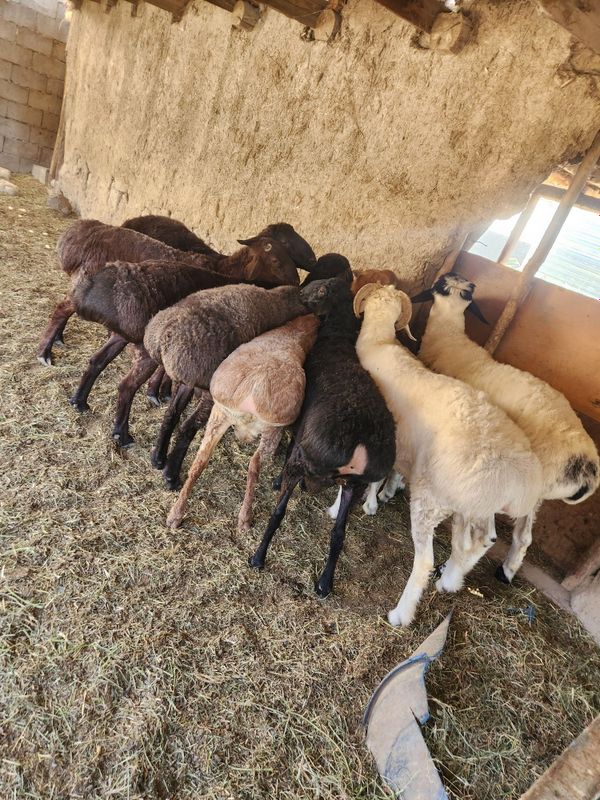 Quchqorlar sotiladi 4mln 9yuz 3mln 7yuz bekorchilar tel qimasin Quchqorlar sotiladi 4mln 9yuz 3mln 7yuz bekorchilar tel qimasin