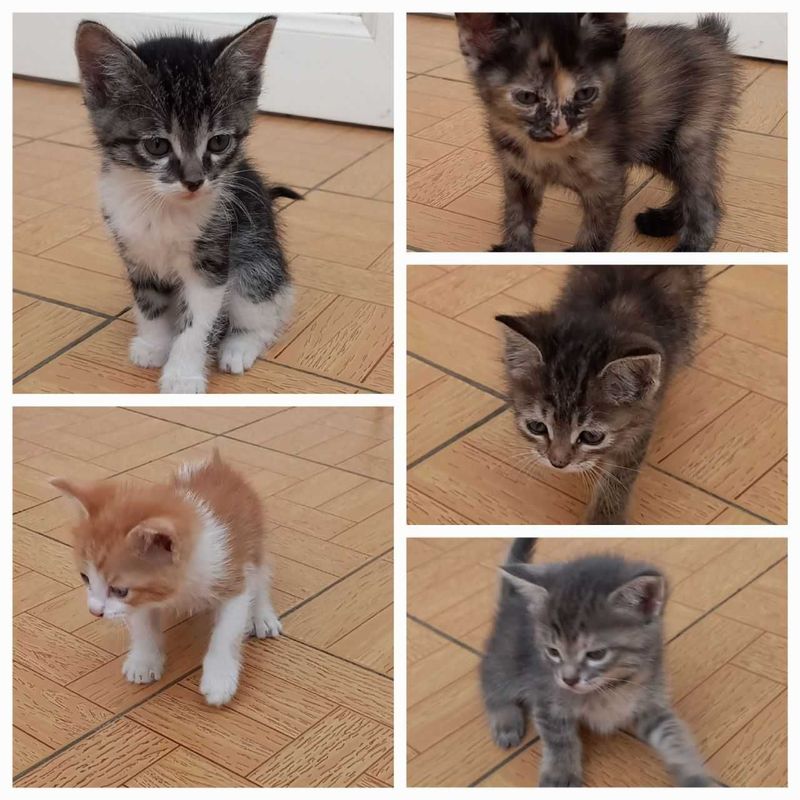 Отдам бесплатно котят Отдам бесплатно котят