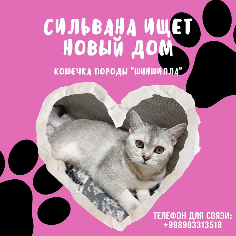 Необычно умная кошка — Серебристая шиншилла Необычно умная кошка — Серебристая шиншилла