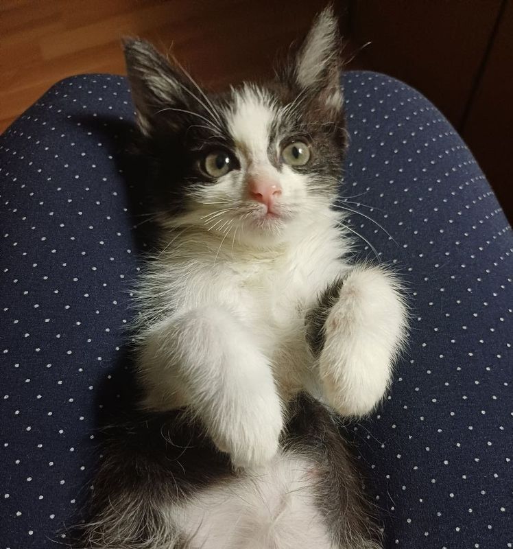 Отдам бесплатно домашних котят Отдам бесплатно домашних котят