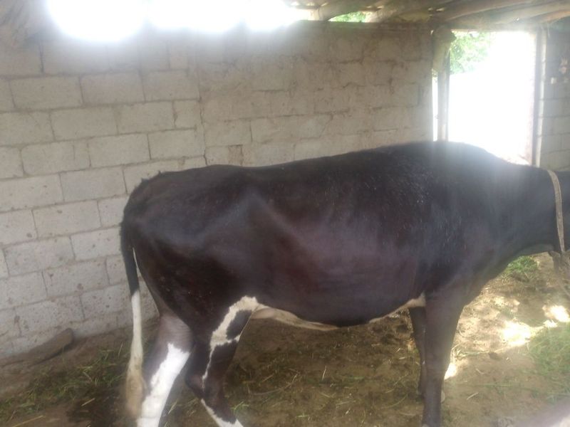 Gʻunojin sotiladi kelishilgan holda Gʻunojin sotiladi kelishilgan holda