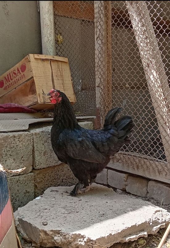 Qorra shaxzoda tovuqlar va 1 dona zo'roz bor xammasi zotli