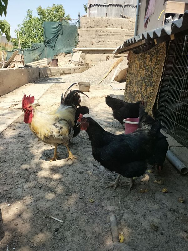 Qora tovuqlar va xorozi sotiladi Qora tovuqlar va xorozi sotiladi