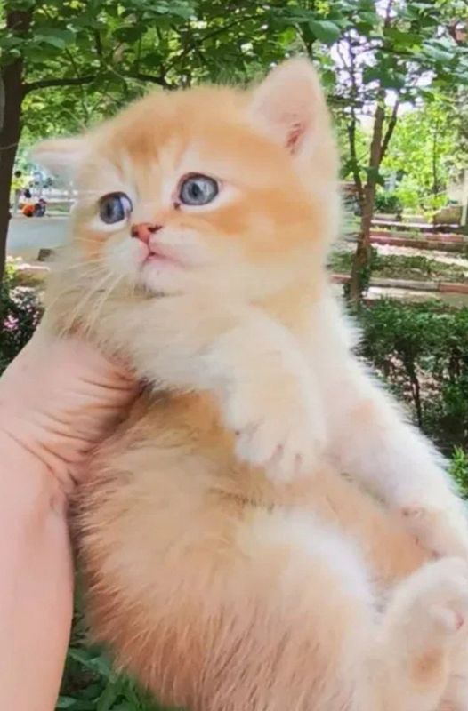 Zalatoy shinshila strayt Zalatoy shinshila strayt