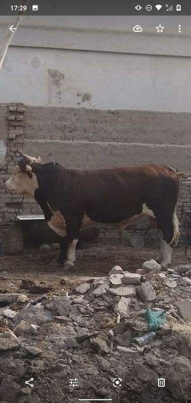 Zottor buqa ,xokiz Zottor buqa ,xokiz