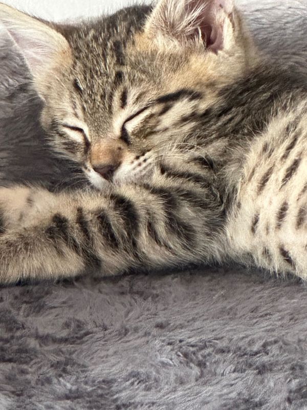 Срочно! Отдам котенка 1,5 месяц даром Срочно! Отдам котенка 1,5 месяц даром