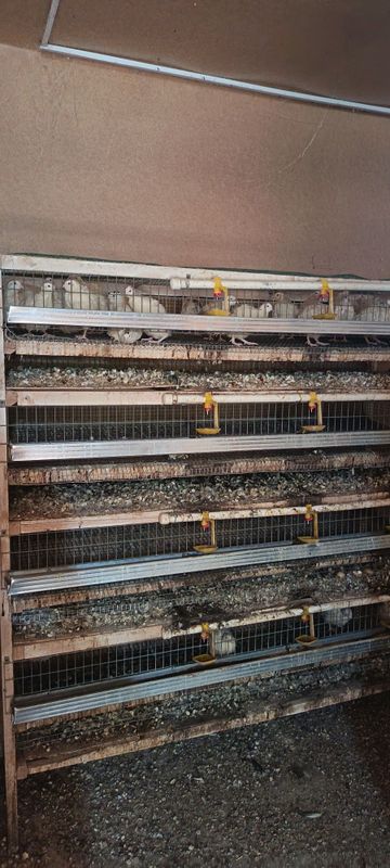 Бедана қафаслар сотилади 11 дона бор.. 2000 та атрофида бедана сиғади.