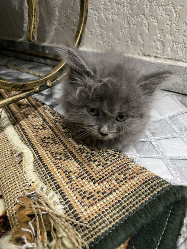 Scottish Fold bolasi Scottish Fold bolasi