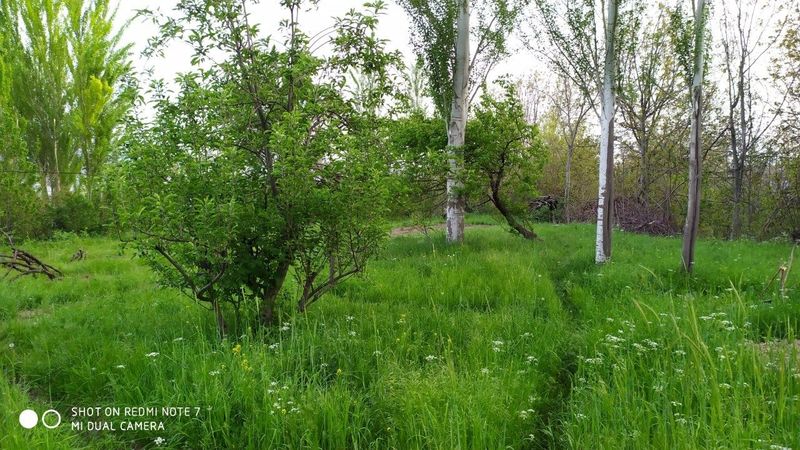 Хусусийлаштирилган ер участкаси сотилади Хусусийлаштирилган ер участкаси сотилади