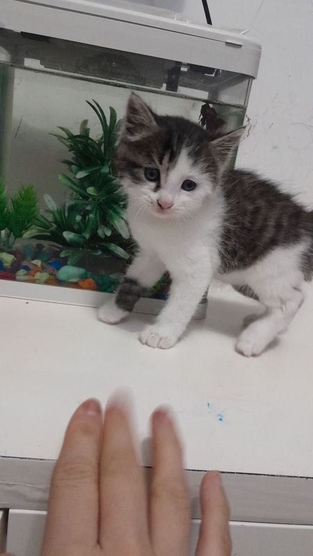 Котёнок девочка 2 месяца Котёнок девочка 2 месяца