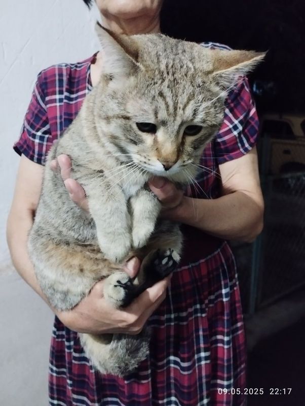Пристраивается котик Пристраивается котик