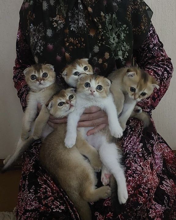 Zalatistiy shinshila(fold) zalatoy shinshila Zalatistiy shinshila(fold) zalatoy shinshila