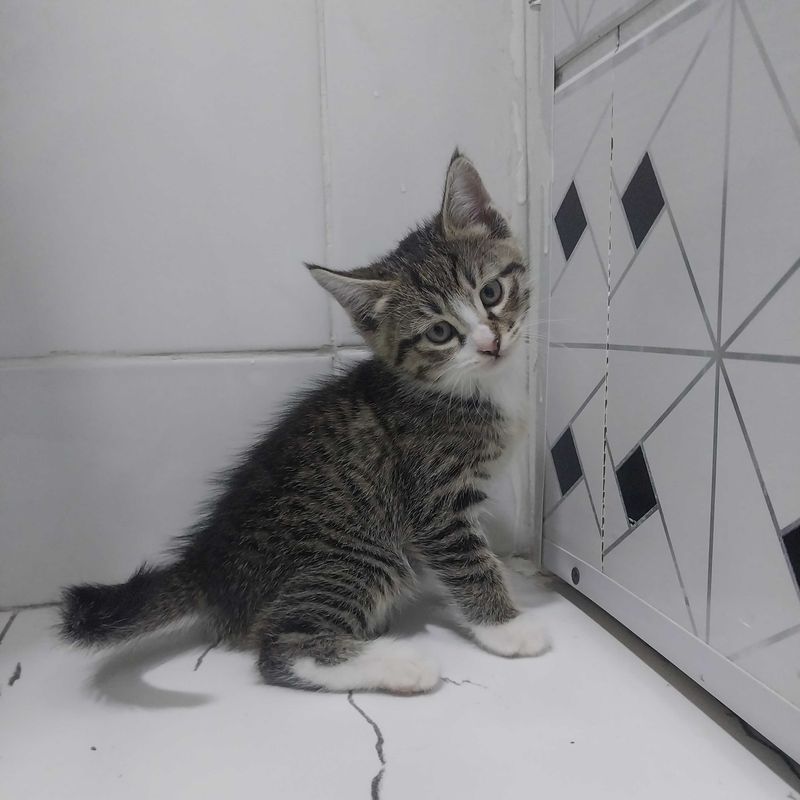 mushukcha / mushuk / котята / кот/ кошка mushukcha / mushuk / котята / кот/ кошка