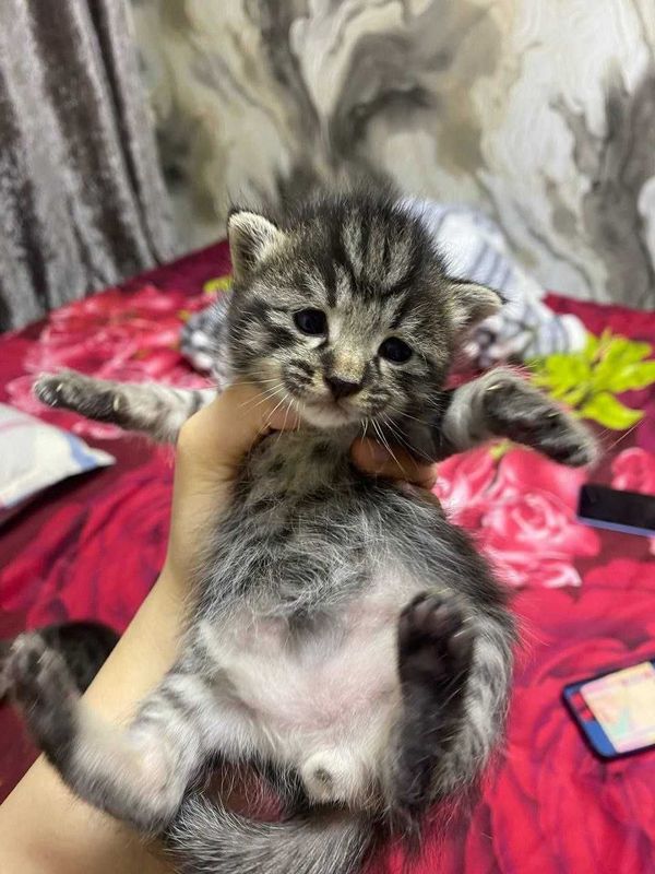 Милые пушистики котята. Милые пушистики котята.