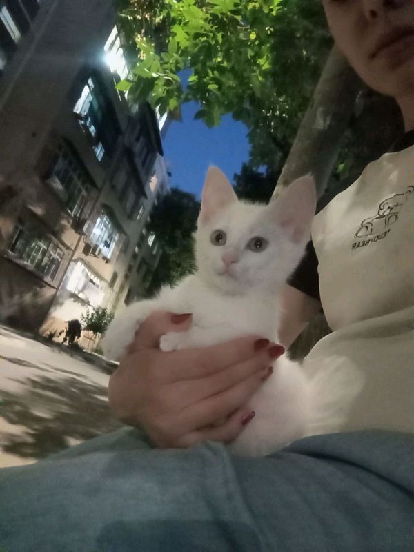 Mushuk sotiladi Mushuk sotiladi