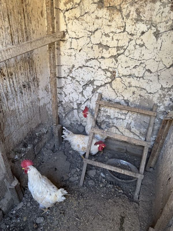 Xorozlar 3dona qichqiradi Xorozlar 3dona qichqiradi