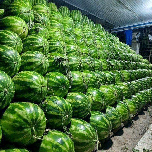 Tarvuz Qovun larimiz tayyor expirtga ichki bozorga Tarvuz Qovun larimiz tayyor expirtga ichki bozorga
