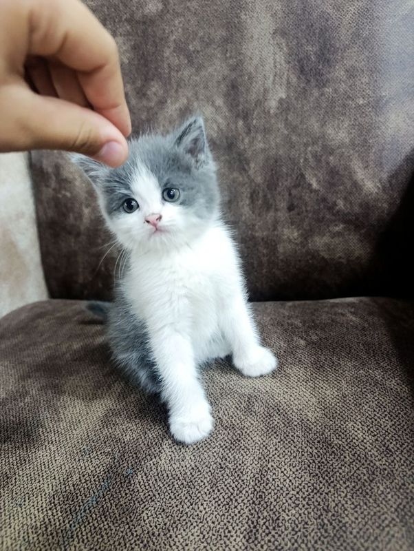 Породистые котята Породистые котята