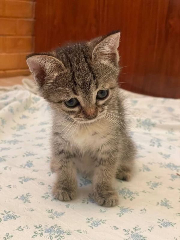 Котенок в добрые руки Котенок в добрые руки