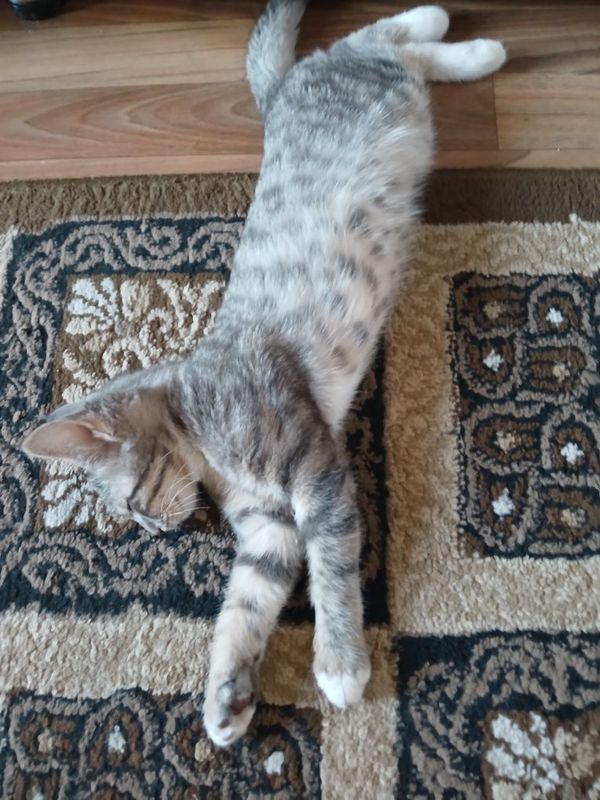 Котенок в хорошие руки
