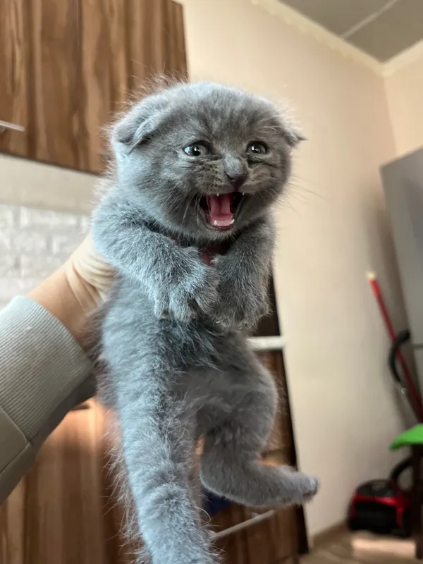 Mushukcha sotiladi Mushukcha sotiladi