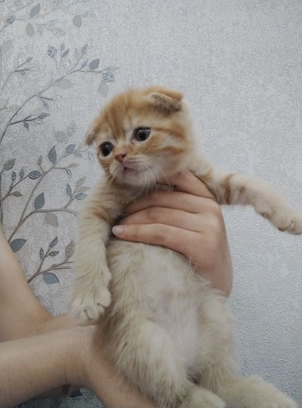 Шотландский вислоухий и прямоухи Шотландский вислоухий и прямоухи