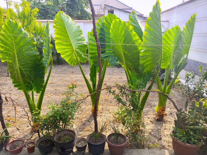 Fil qulog'i (Alocasia) Xona gullari